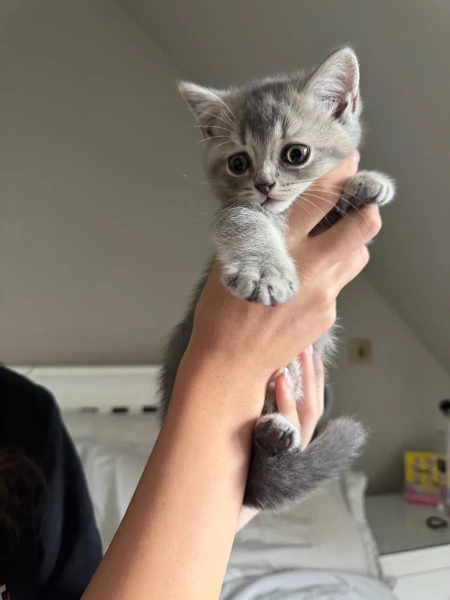 British shorthair kitten - Image 1