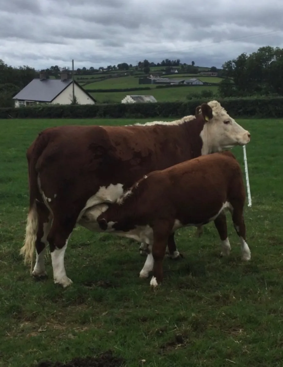 PBR Hereford - Image 1