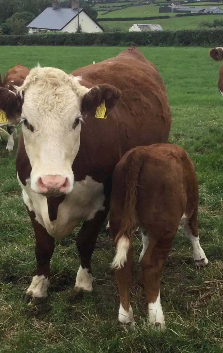 PBR Hereford - Image 2