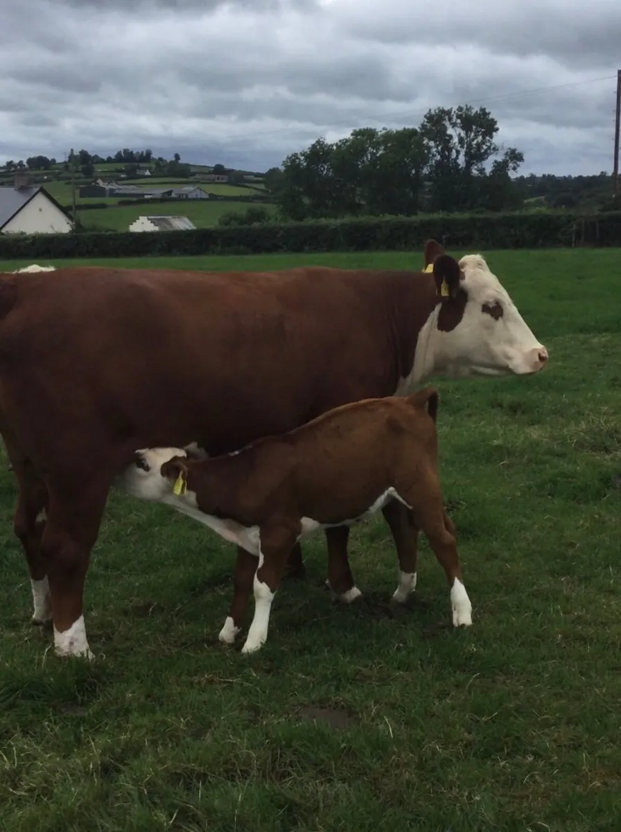 PBR Hereford - Image 3