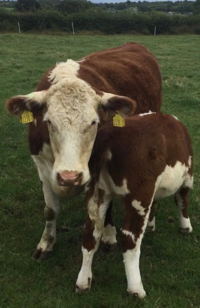 PBR Hereford - Image 4