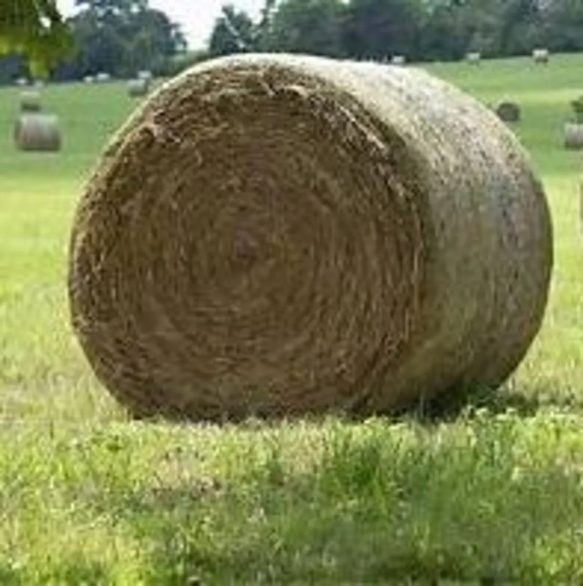 Hay Bales