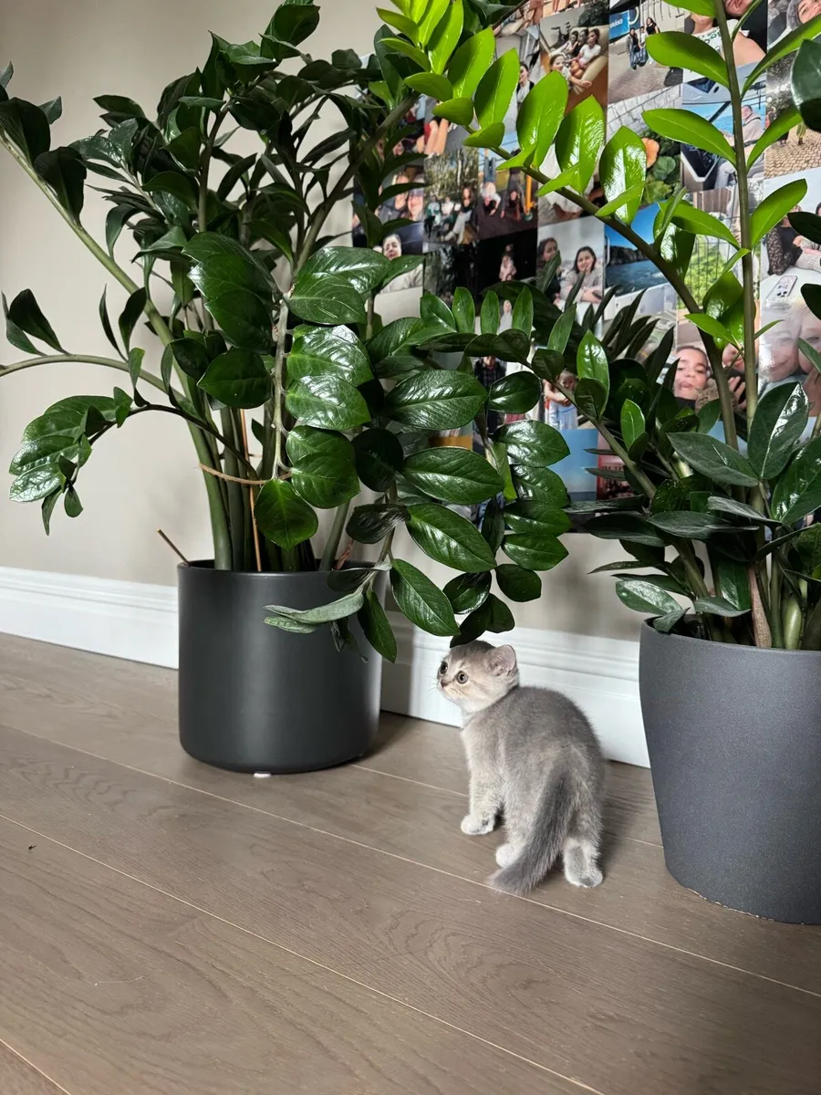British shorthair kitten - Image 2