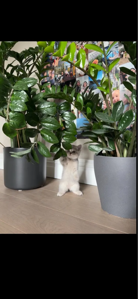 British shorthair kitten - Image 3