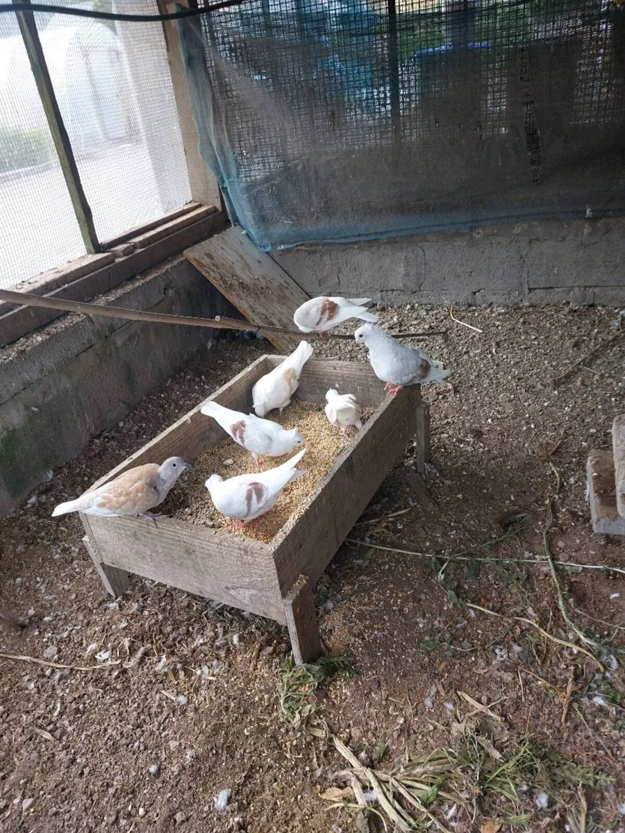 Pigeon for sale - Image 1