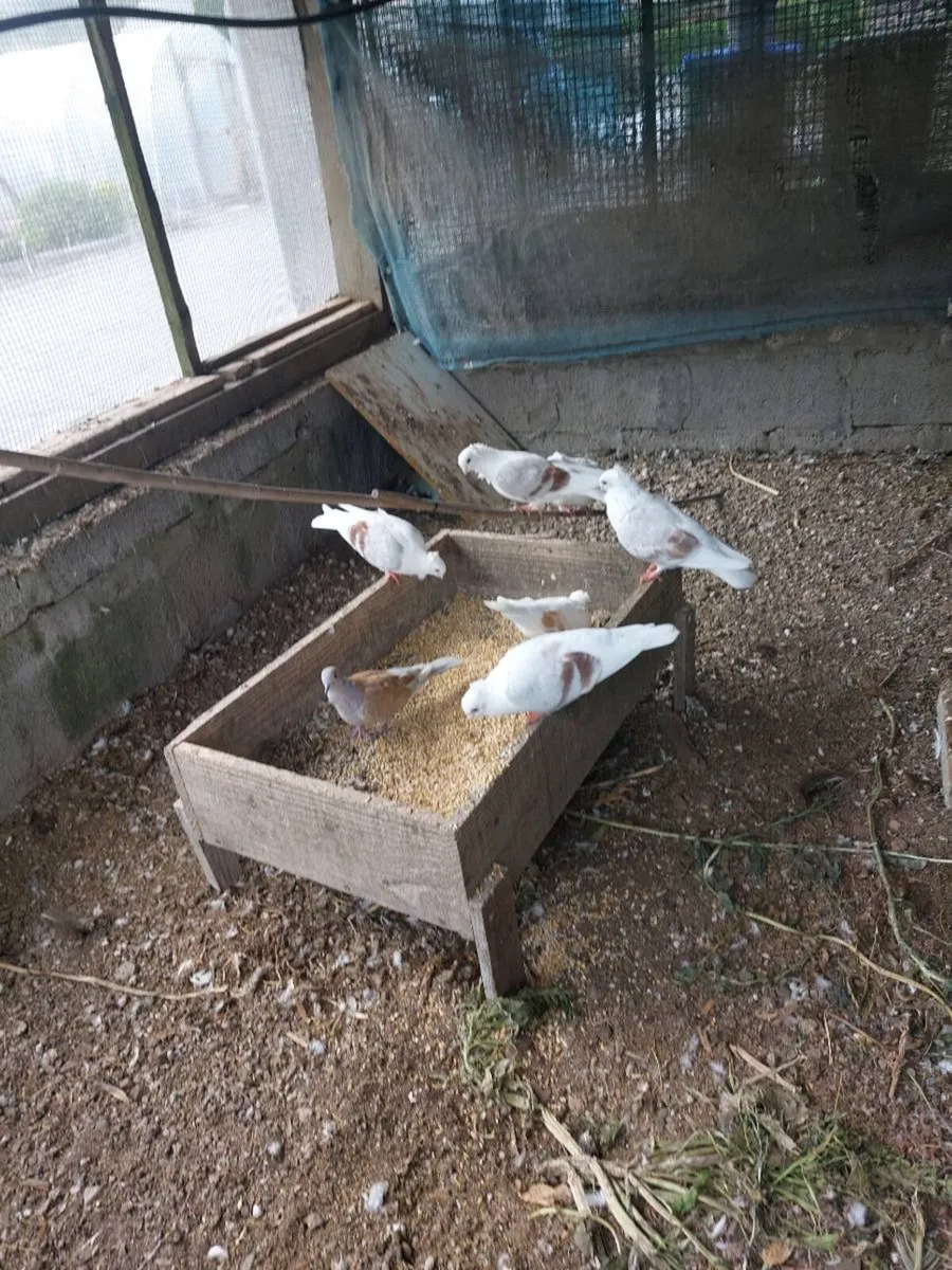 Pigeon for sale - Image 4