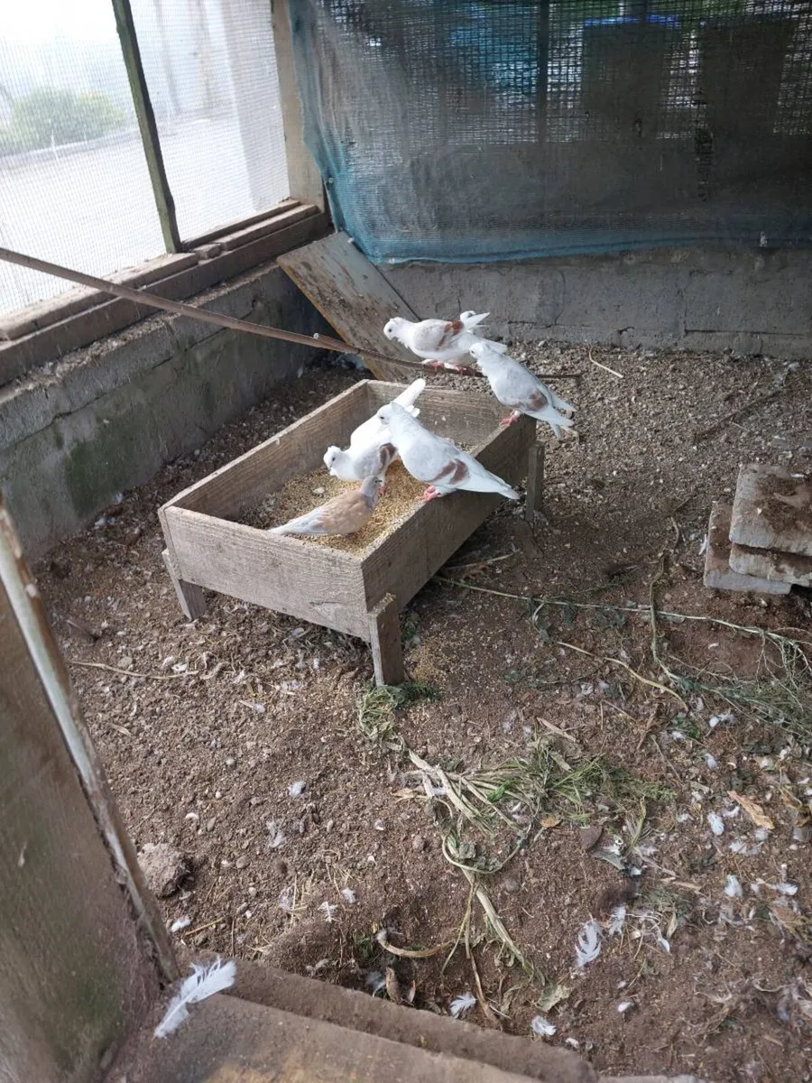 Pigeon for sale - Image 3