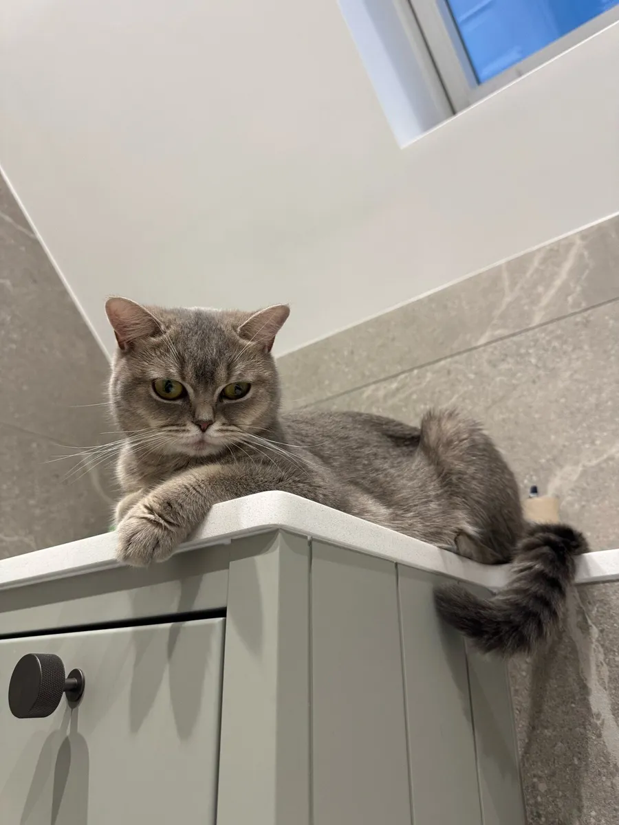 British shorthair kitten - Image 4
