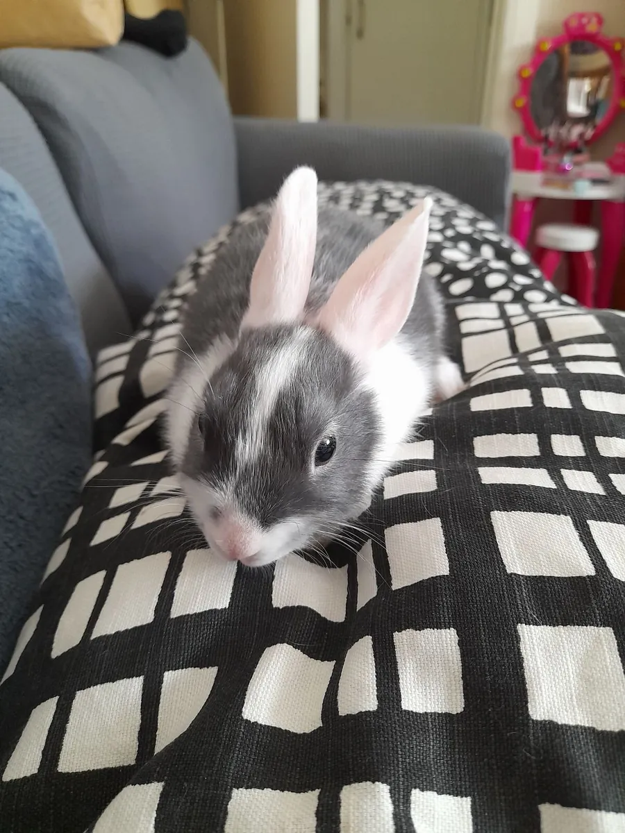 Dwarf rabbit - Image 2