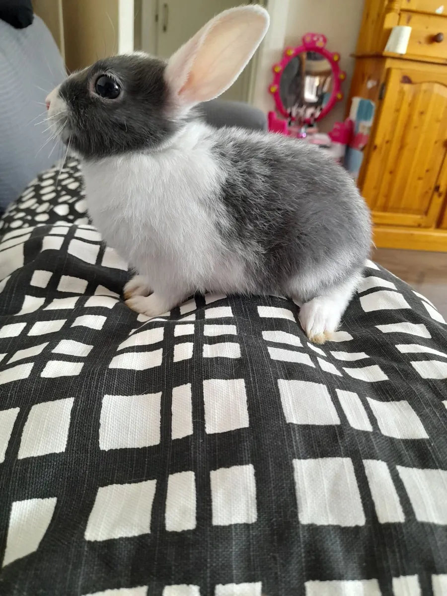 Dwarf rabbit - Image 3