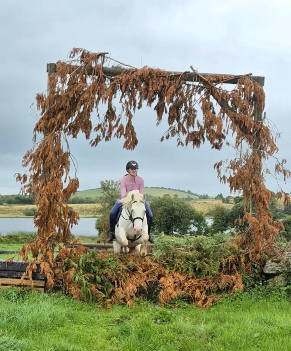 Connemara Pony - Image 3