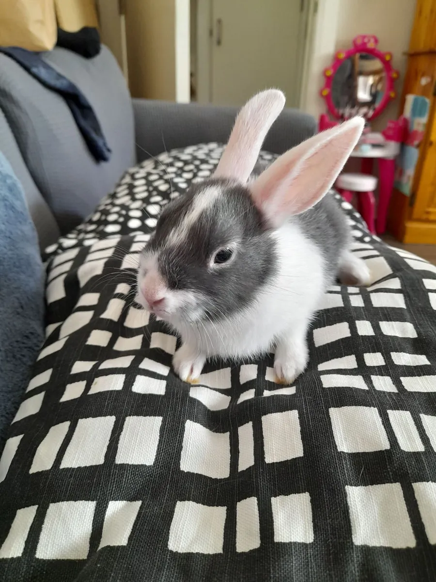 Dwarf rabbit - Image 4