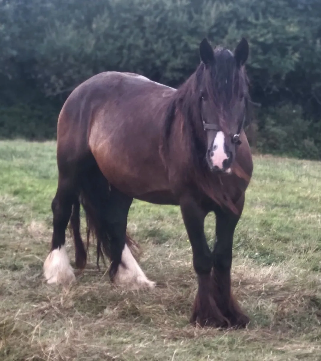 7yr black cob mare and 4yr ID filly - Image 2