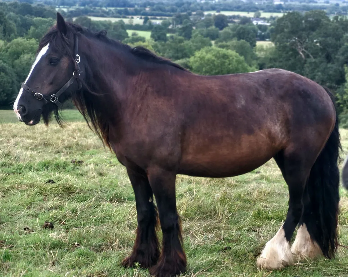7yr black cob mare and 4yr ID filly - Image 3