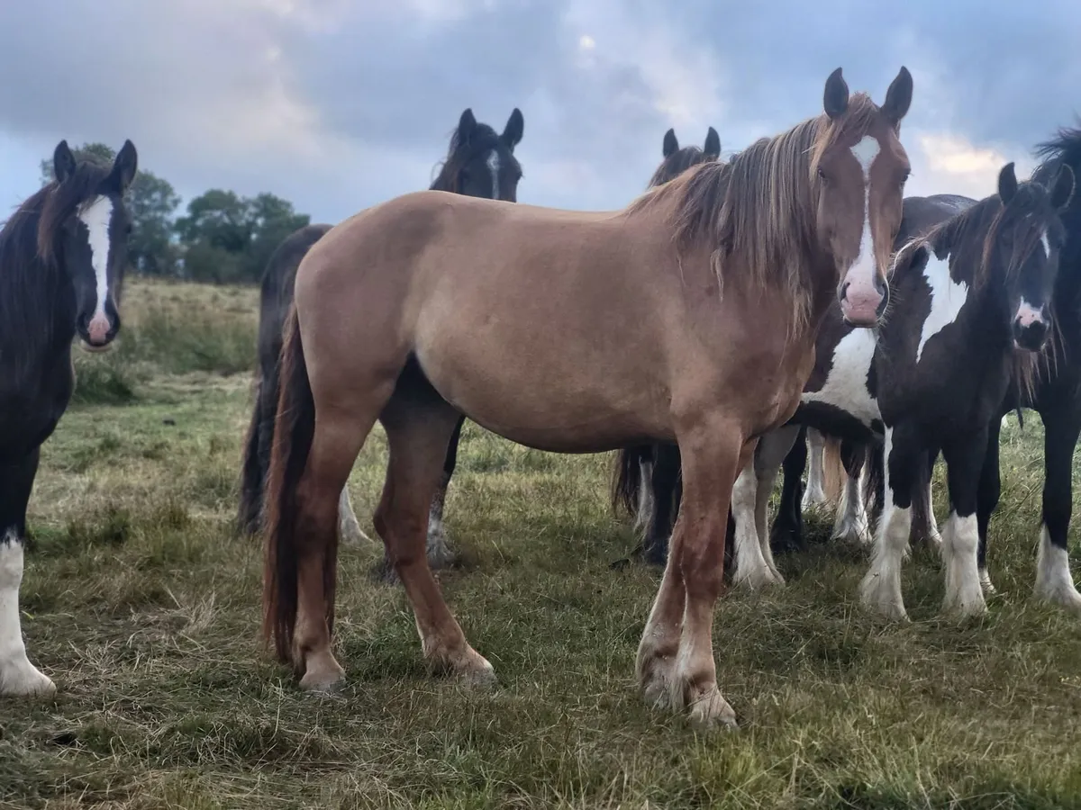 7yr black cob mare and 4yr ID filly - Image 4