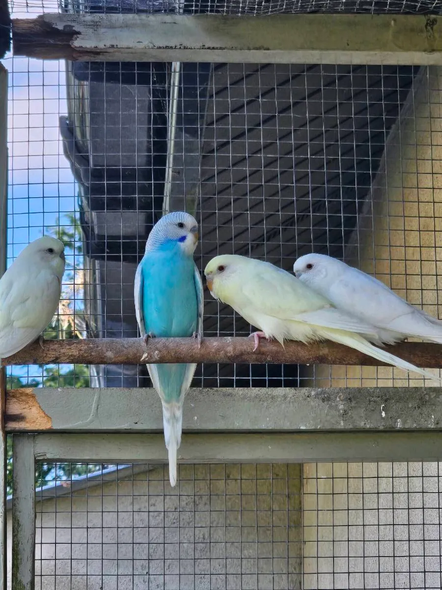 Baby budgies - Image 1