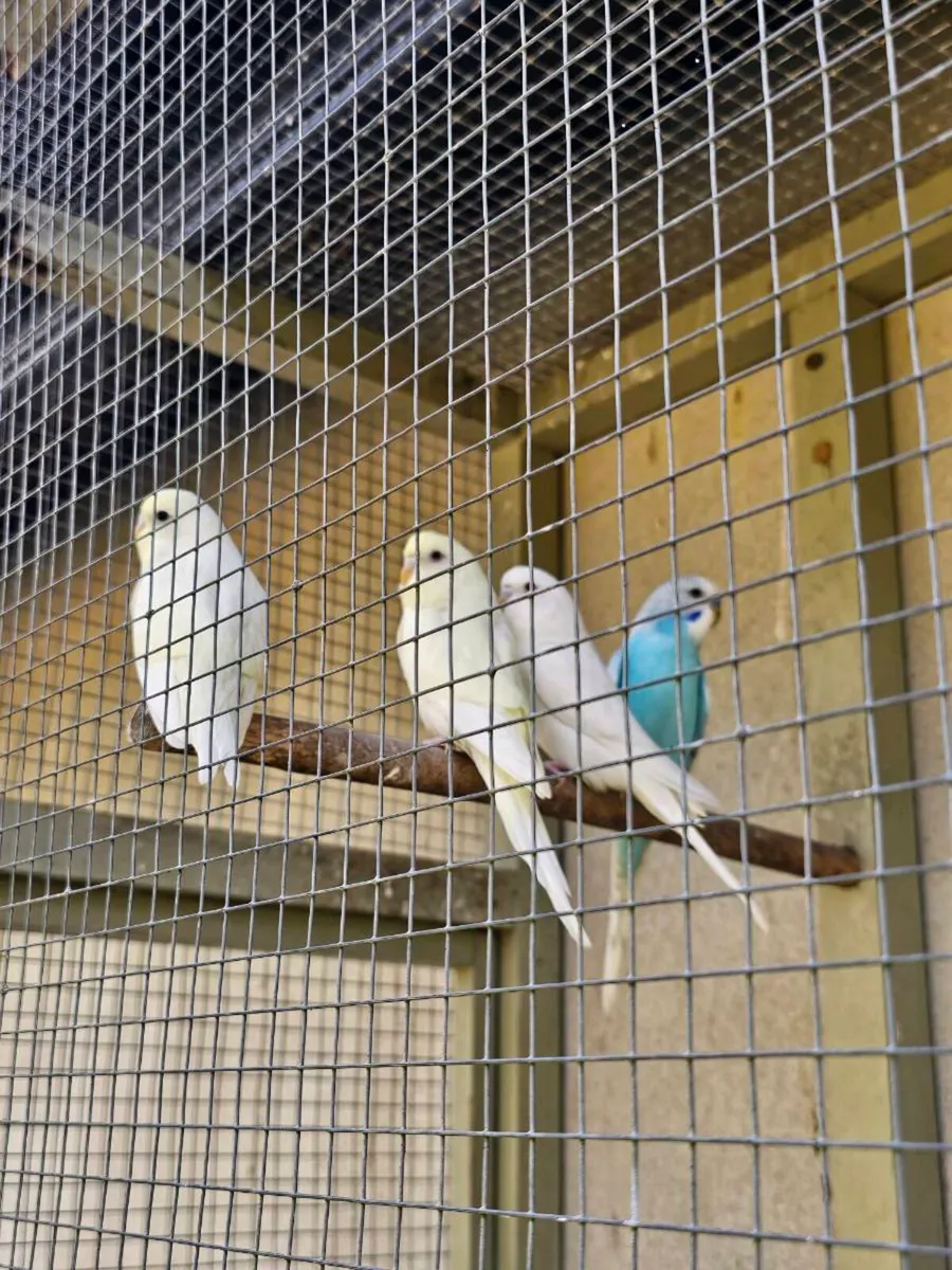 Baby budgies - Image 2