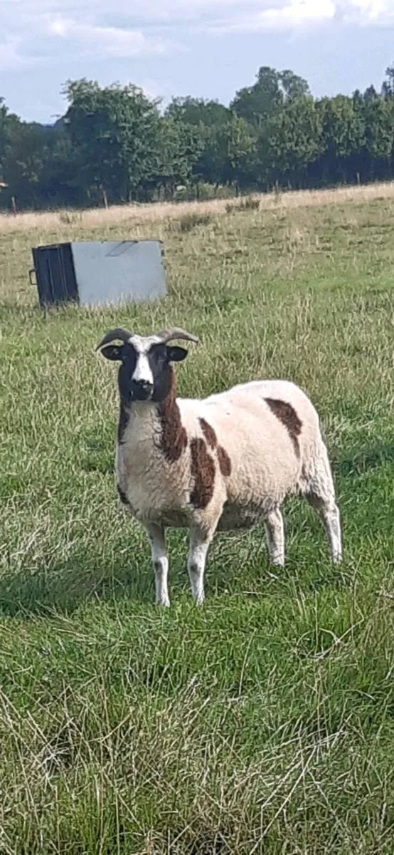 Pedigree jacob sheep - Image 1