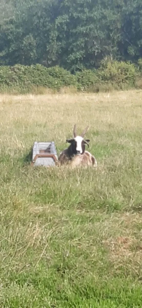 Pedigree jacob sheep - Image 2