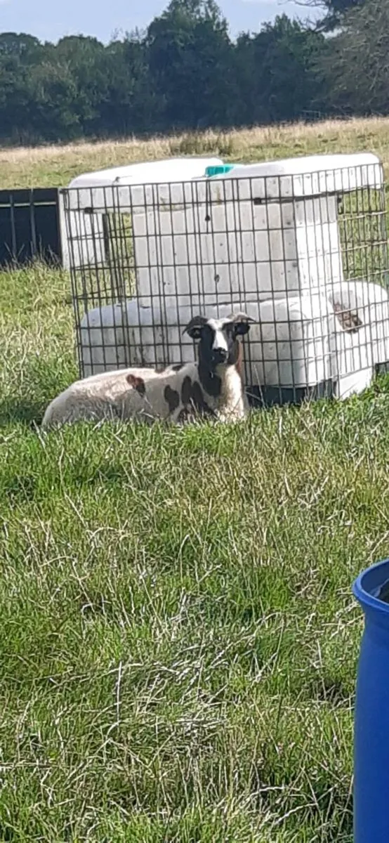 Pedigree jacob sheep - Image 3