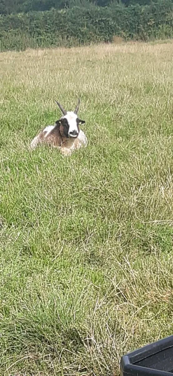 Pedigree jacob sheep - Image 4