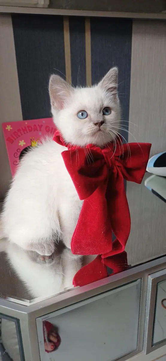 Amazing Purebred British color point kittens - Image 2