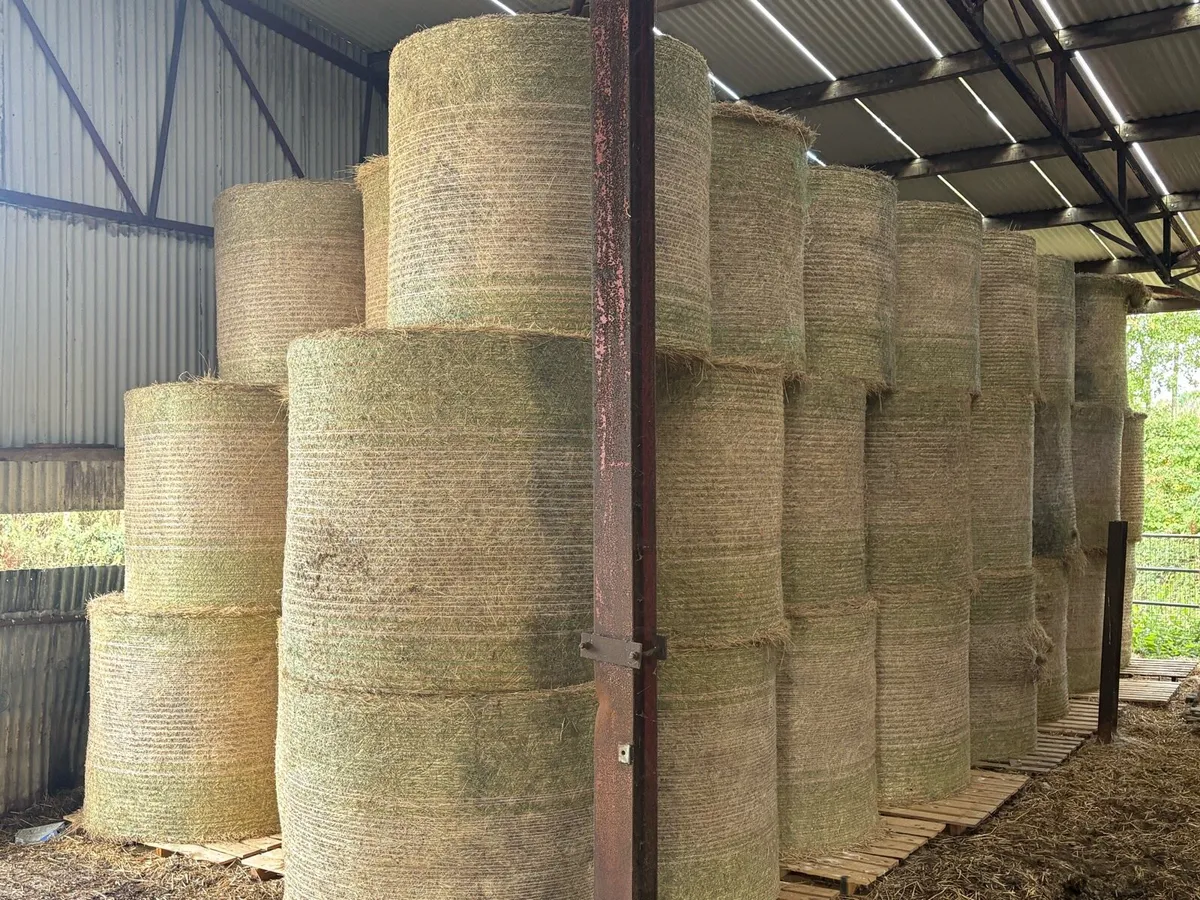 Hay - Image 2