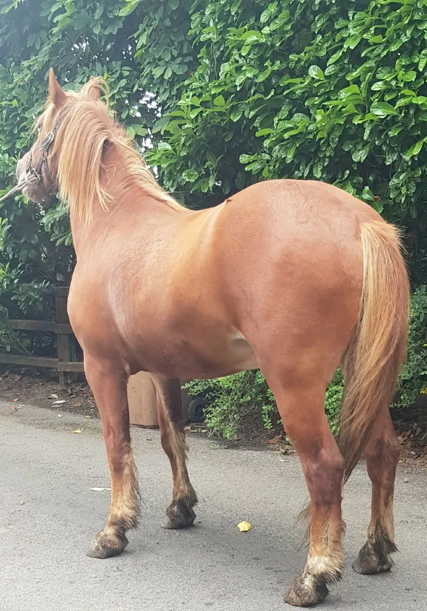 Horses - Image 2