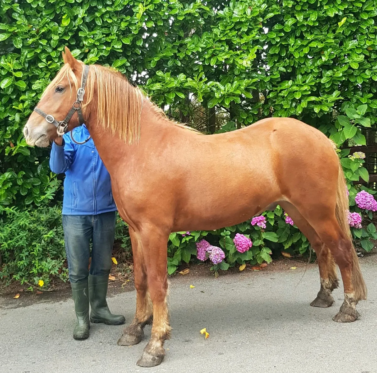 Horses - Image 1