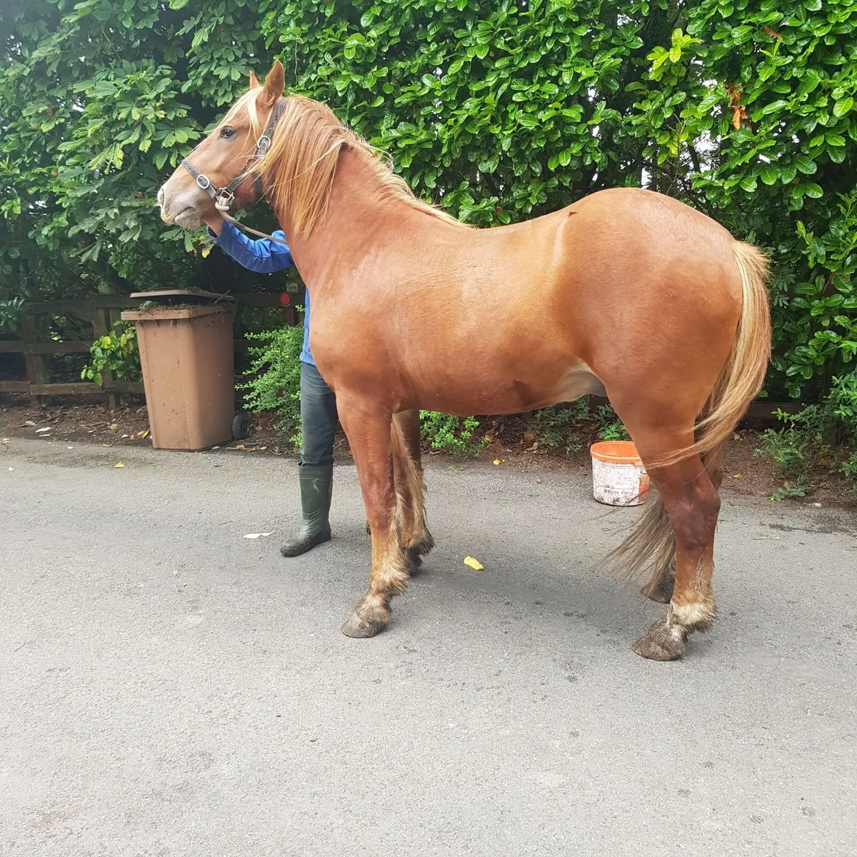 Horses - Image 4
