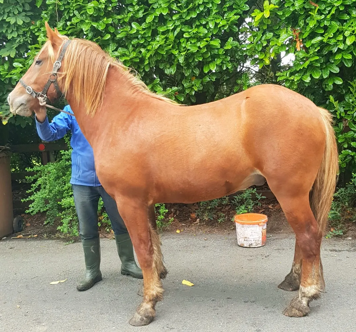 Horses - Image 3
