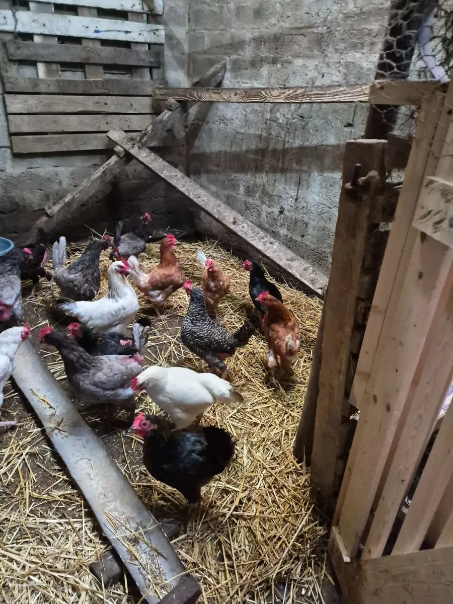 Hens for sale