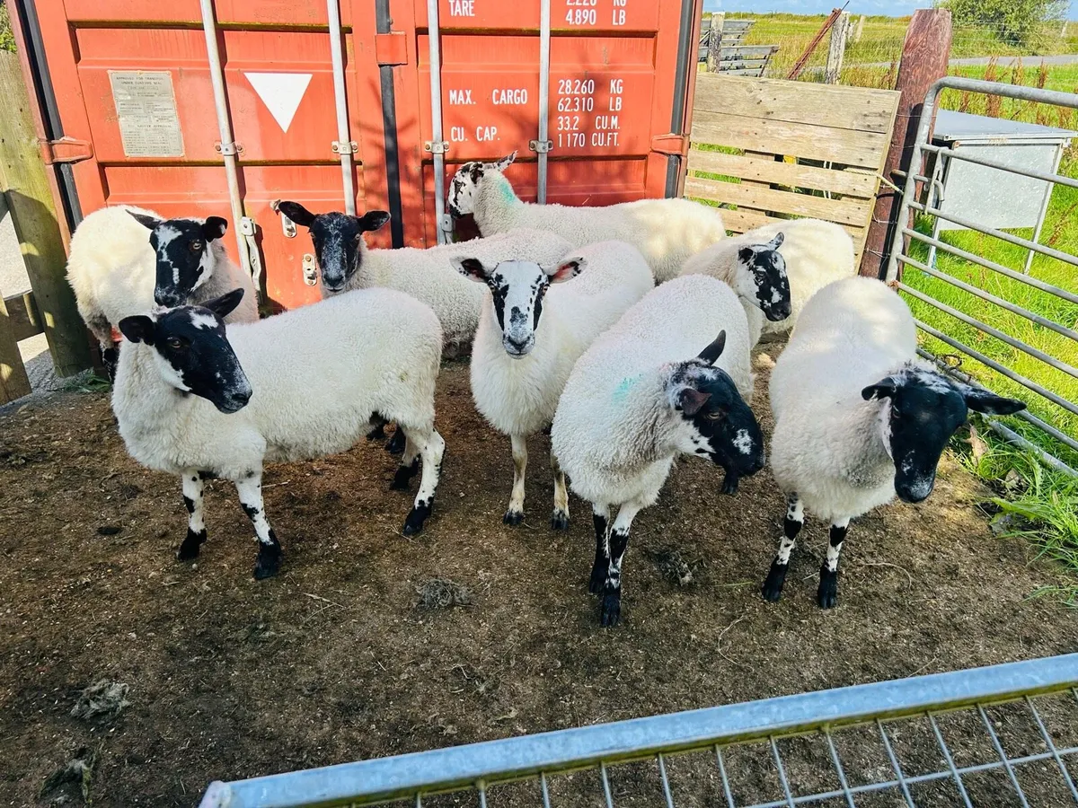 Mule hoggets - Image 3