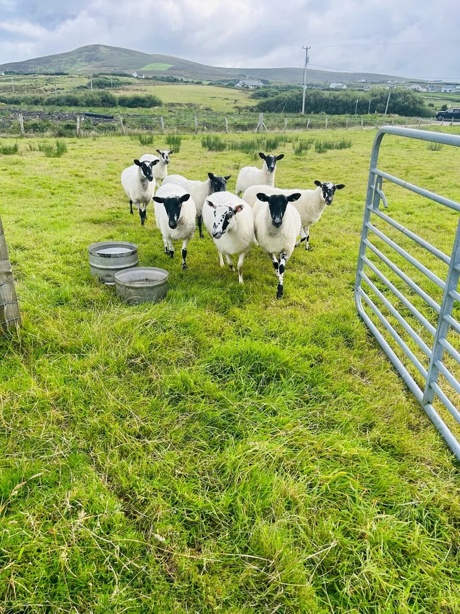 Mule hoggets - Image 4