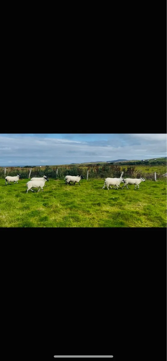 Mule hoggets - Image 2