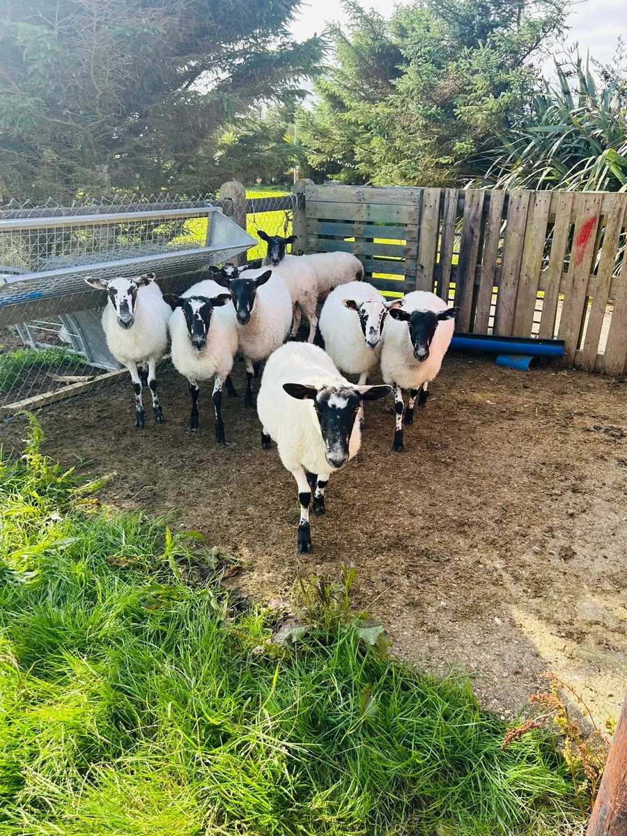 Mule hoggets - Image 1
