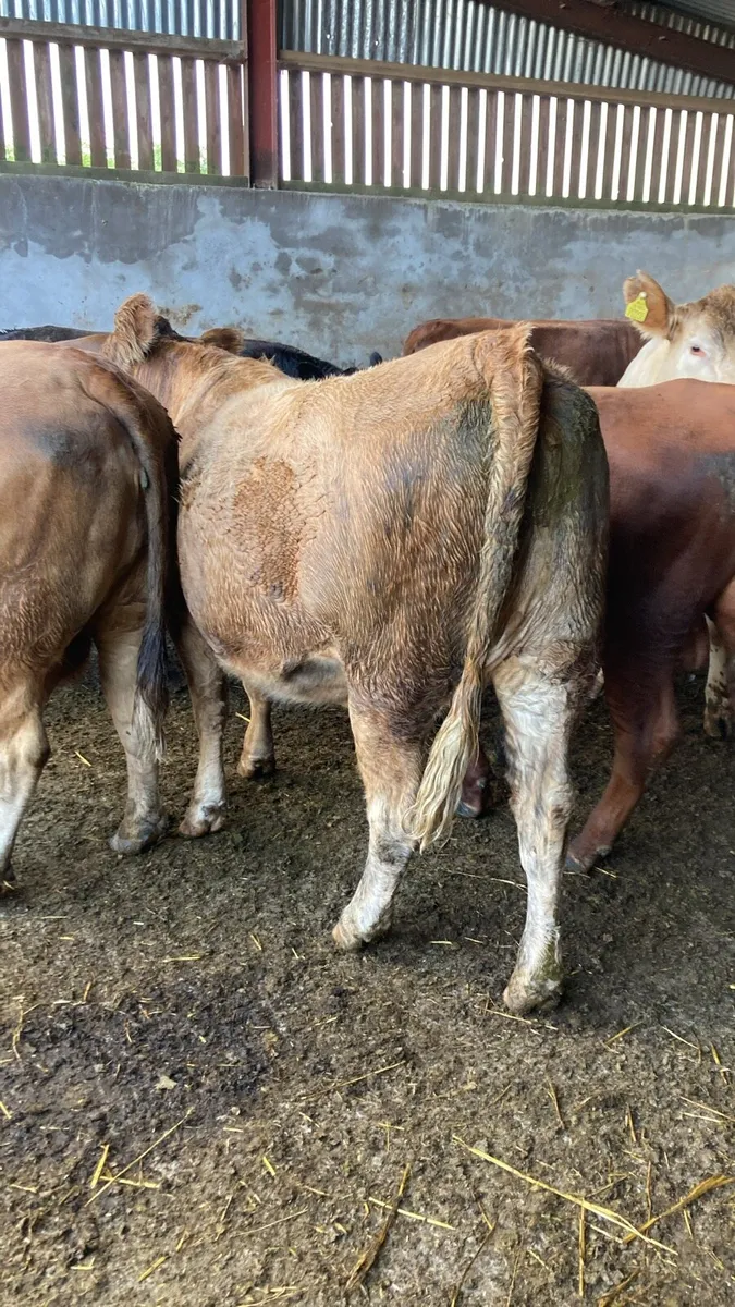 Organic Incalf Heifers - Image 4