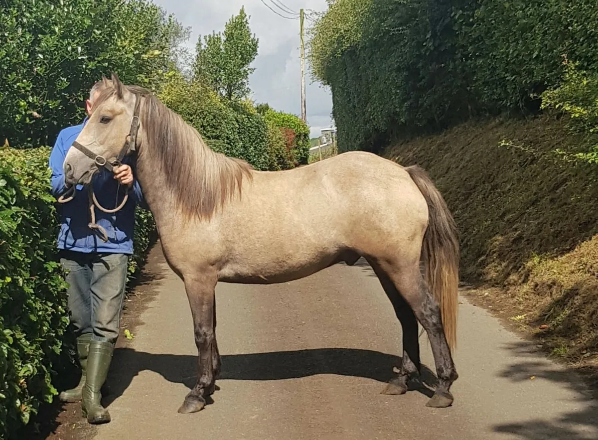 Horse - Image 1
