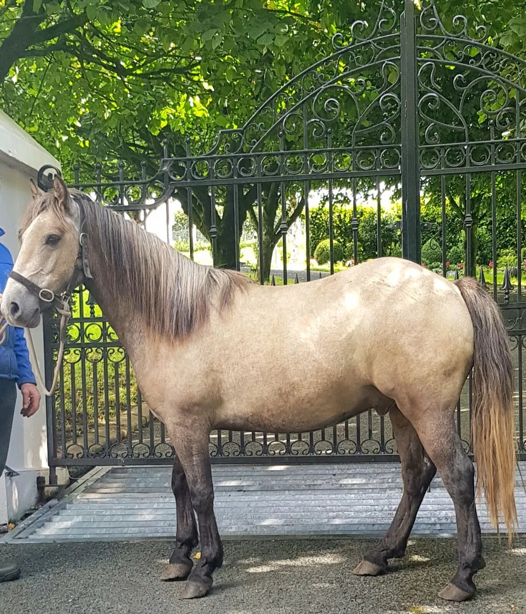 Horse - Image 2