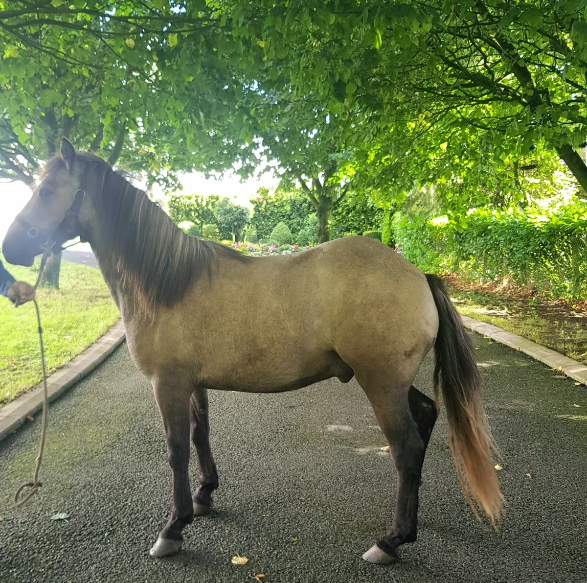 Horse - Image 3