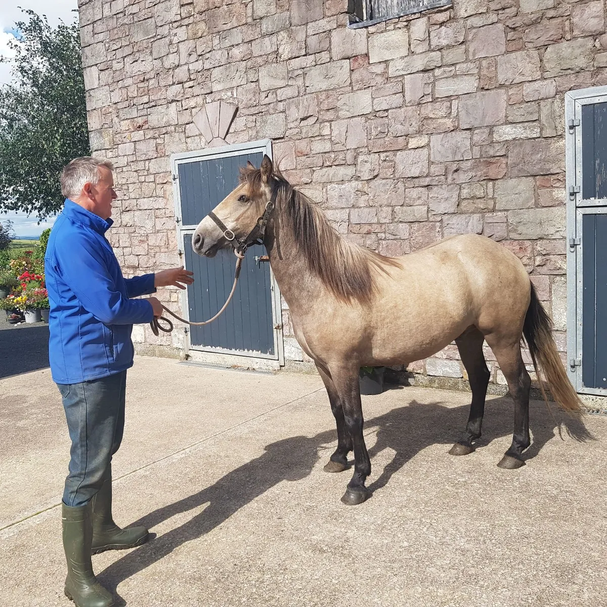 Horse - Image 4