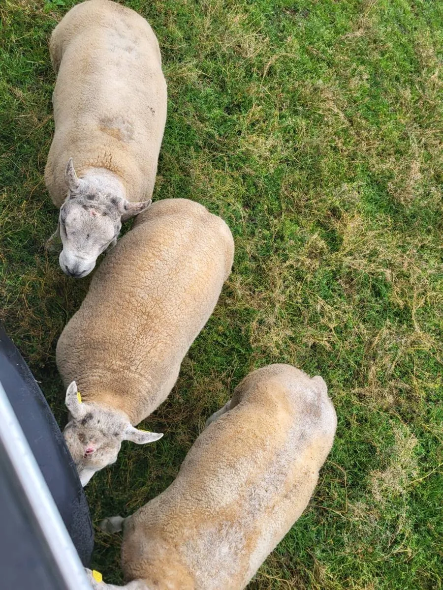 Beltex rams - Image 1