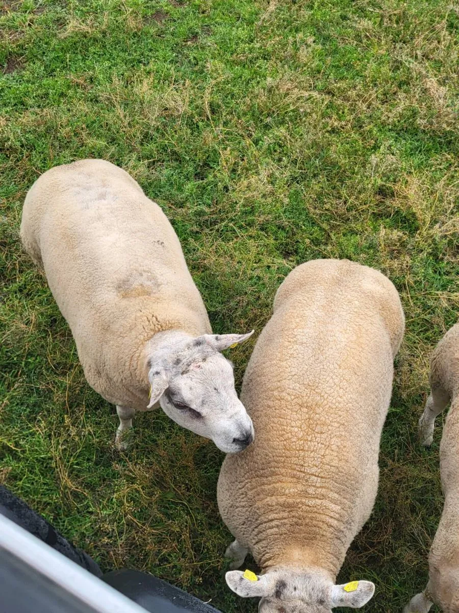 Beltex rams - Image 3
