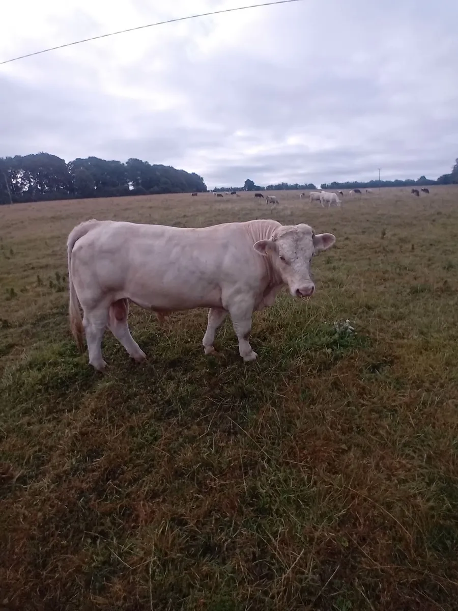 Charolais bull - Image 3