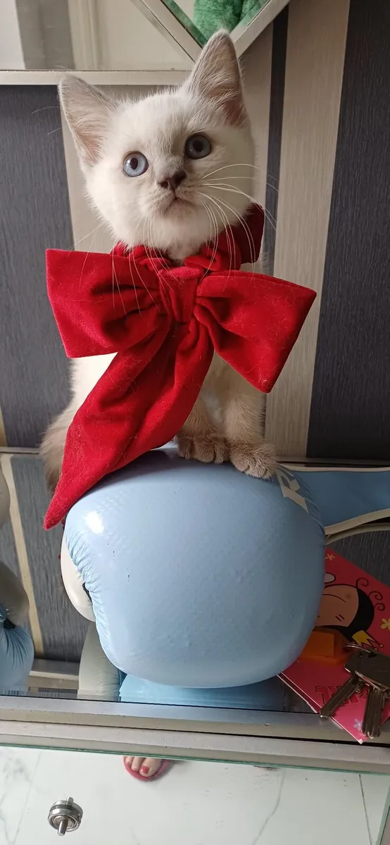 Amazing Purebred British color point kittens - Image 3