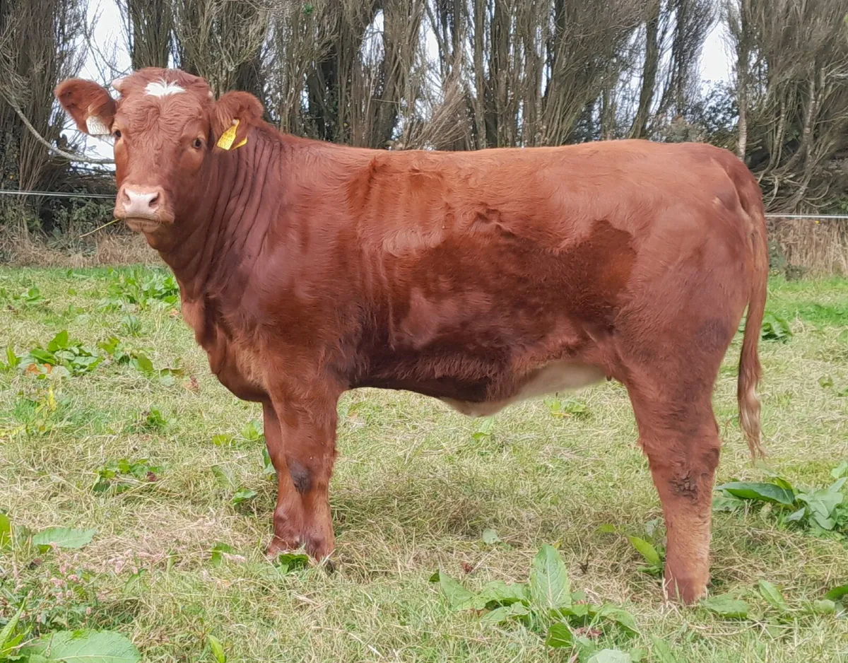 Heifers - Image 3
