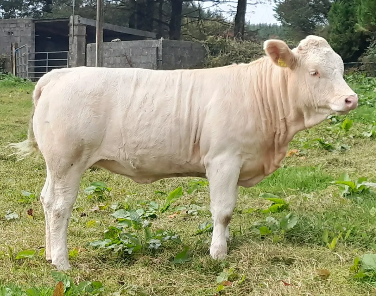Heifers - Image 4