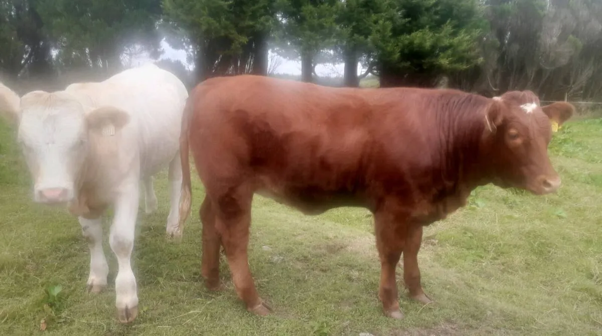 Heifers - Image 1