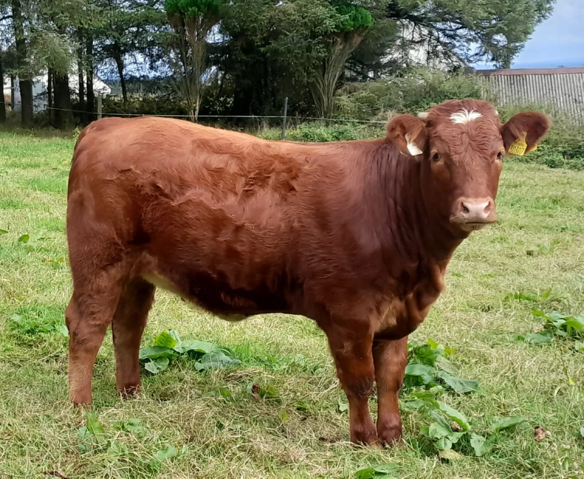 Heifers - Image 2