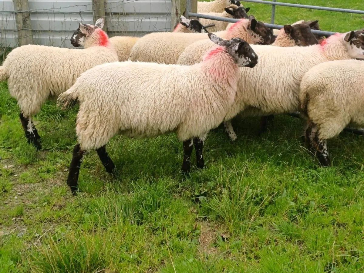 Ewe lambs for sale - Image 4